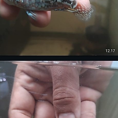 burayak ikan hias lauhan kamfa x gb