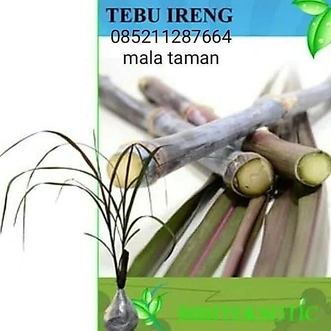 Tanaman tebu ireng/tebu hitam