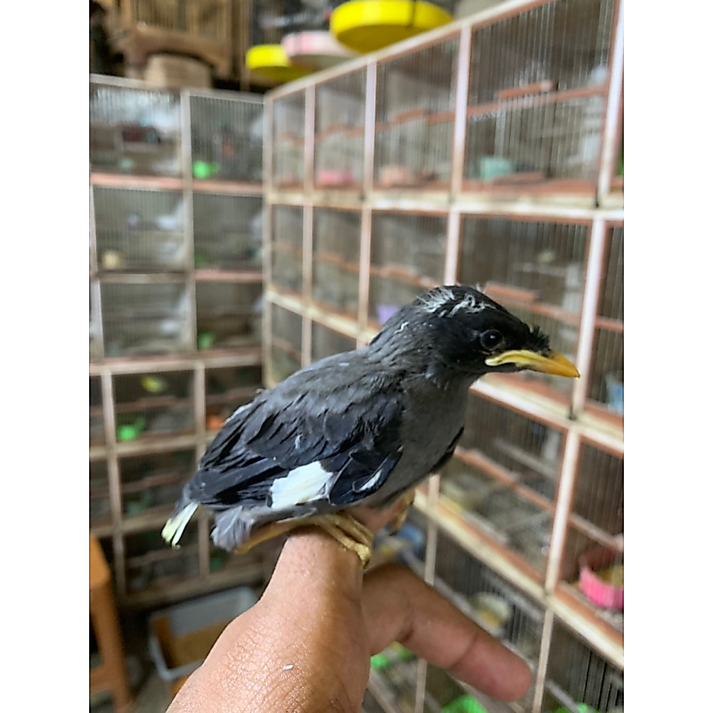 anakan jalak kebo