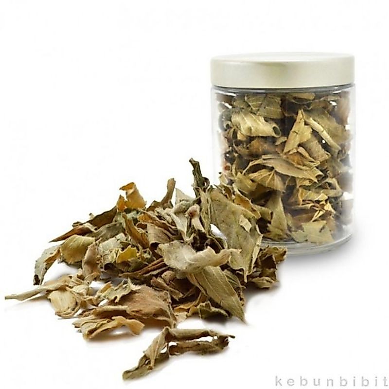 500 GRAM DAUN SENGGANI MELASTOMA PARIJOTO SENDUDUK SEDUDUK KEMANDEN HARENDONG CENGKODOK YEH MU TAN S