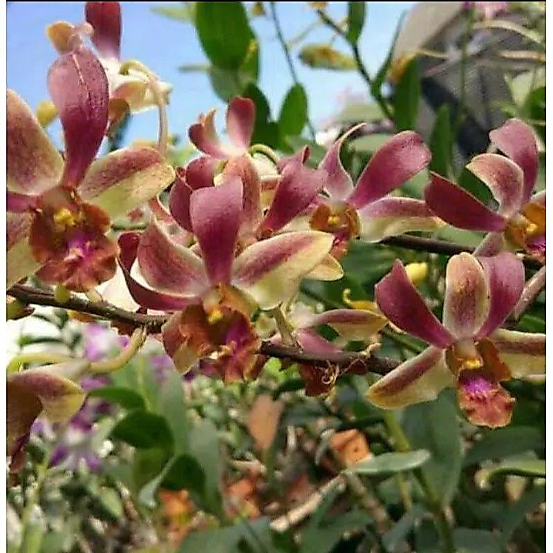 dendrobium mry dewasa rimbun