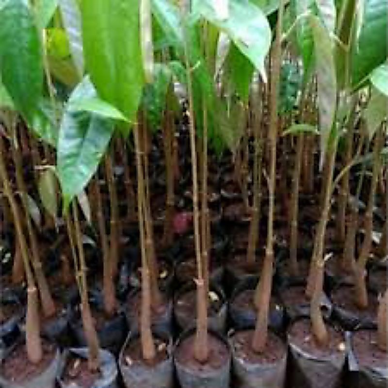 Seedling DURIAN / Bibit durian dari biji