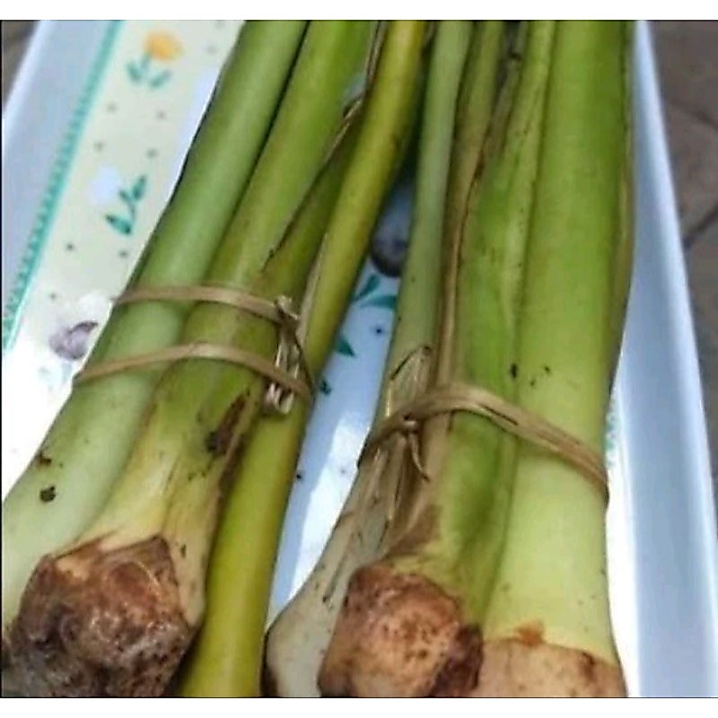 bibit sayur batang talas lompong segar siap kirim menggunakan media tanam per 3 batang