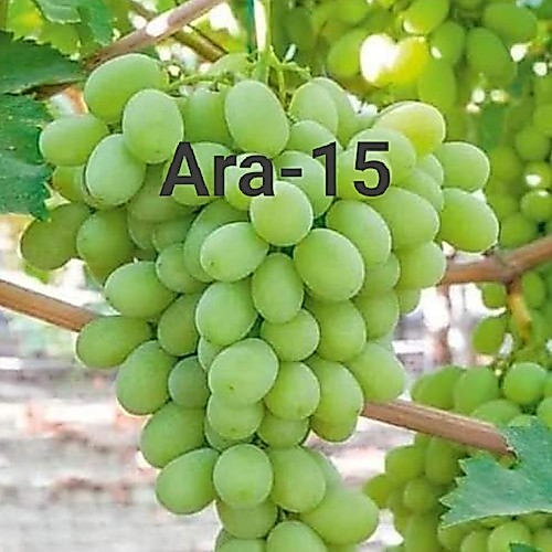 BIBIT ANGGUR ARRA 15 IMPORT TERBAIK