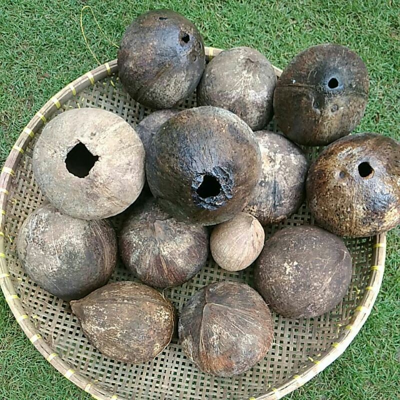 Tempurung kelapa utuh,batok kelapa utuh sudah bersih