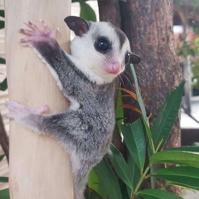 sugar glider white face