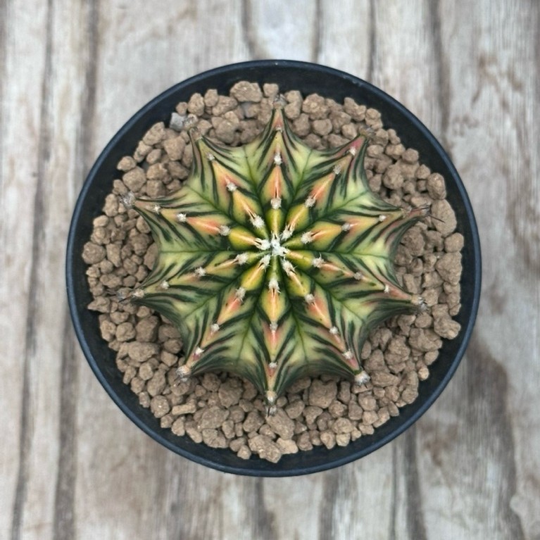 Gymno LB Hybrid Var - 04