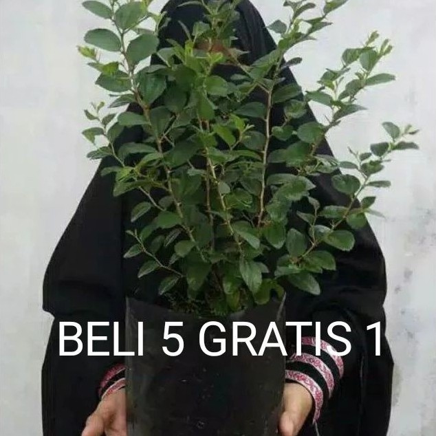 pohon bidara arab asli-tanaman bidara arab herbal (BELI 7 GRATIS 1)