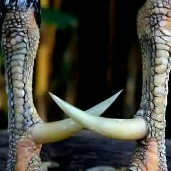 jalu sambung ayam