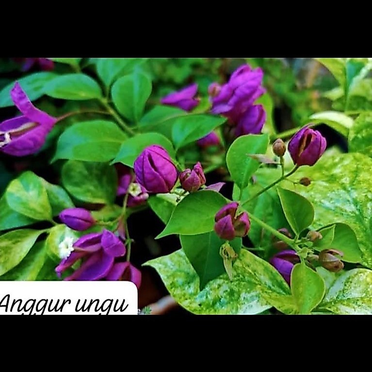 Bougenville anggur ungu