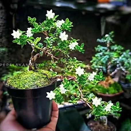 tanaman hias mirten - bahan bonsai mirten - bonsai mirten + kawat