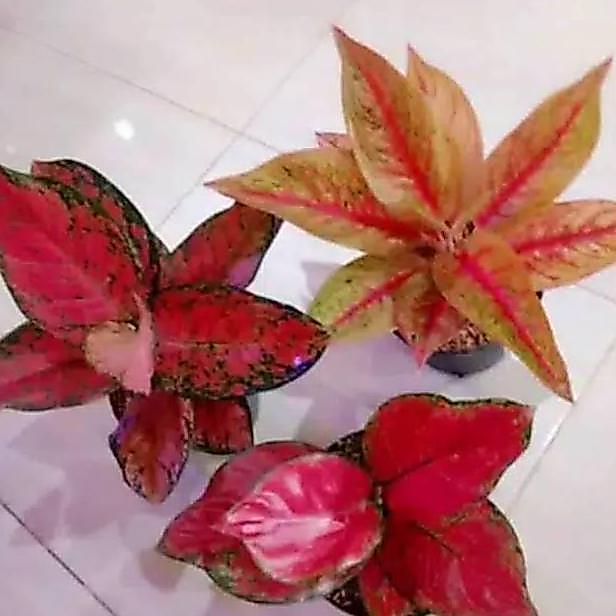 Paket hemat 3 tanaman hias Aglonema Import