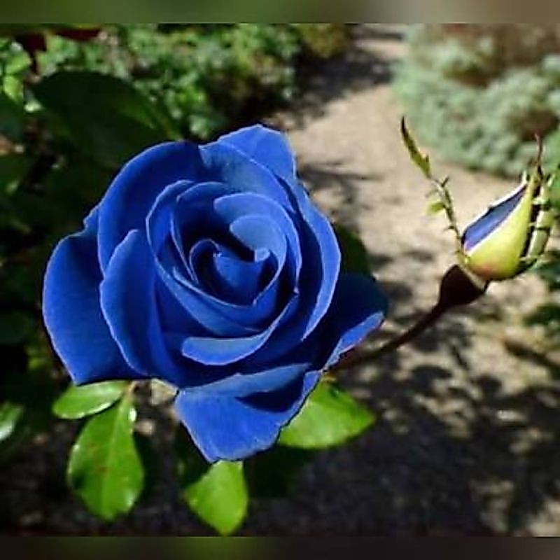 Biji Bunga Mawar Biru Impor