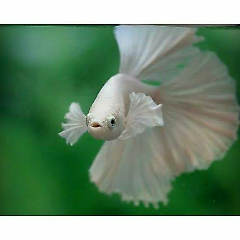cupang Hm platinum l-xl hiasan aquarium