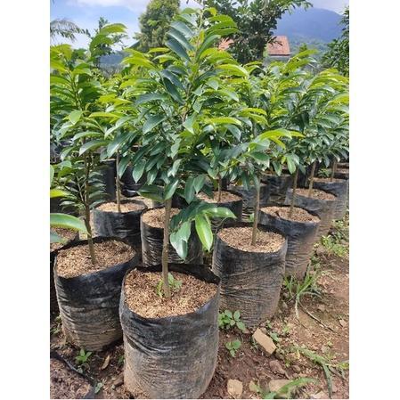 Bibit Pohon Sirsak Madu - Buah Sirsak Madu -Tanaman Sirsak Manis