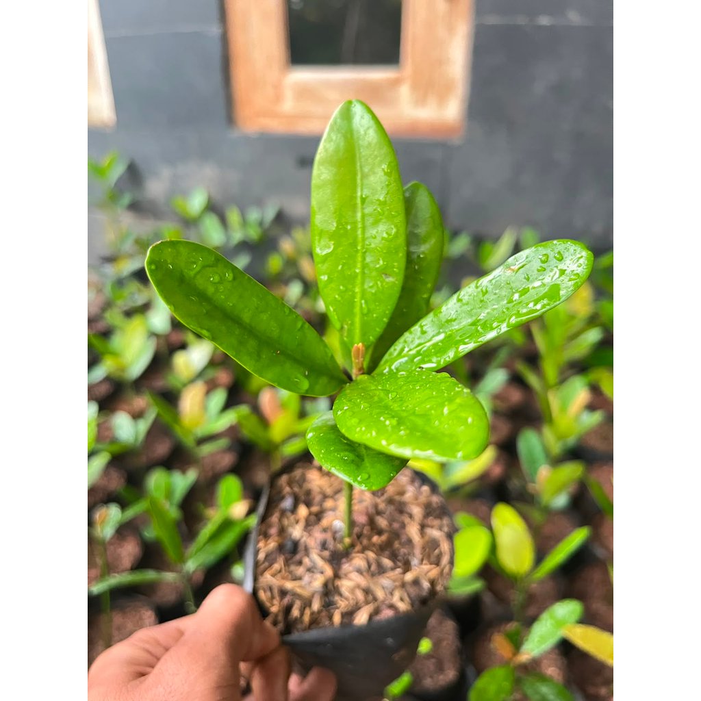 Bibit Tanaman FUKUGI | GARCINIA SUBELLIPTICA Manggis Filipina