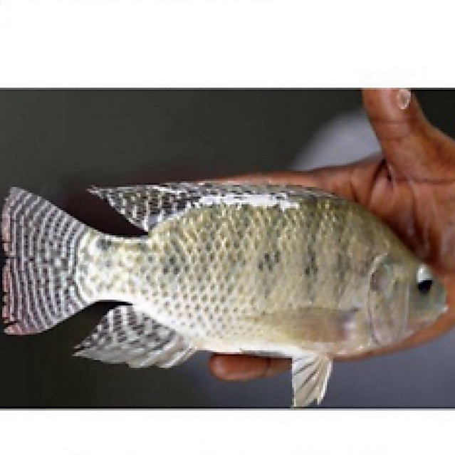 Bibit ikan mujaer size 4 jari sehat berkwalitas