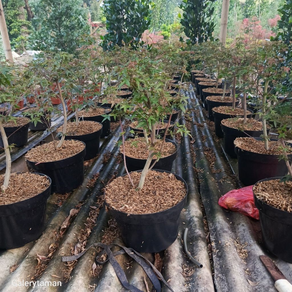 pohon red maple