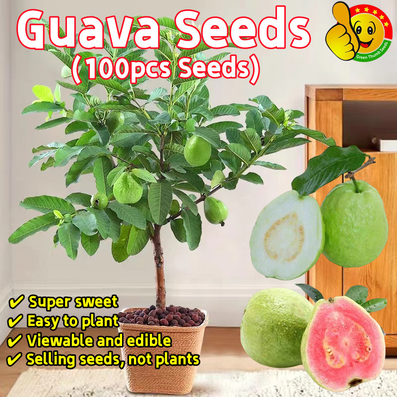 100% Fresh 100pcs Seeds Sweet Big Guava Seeds for Planting Edible Bonsai Bibit Jambu Biji Besar Mani