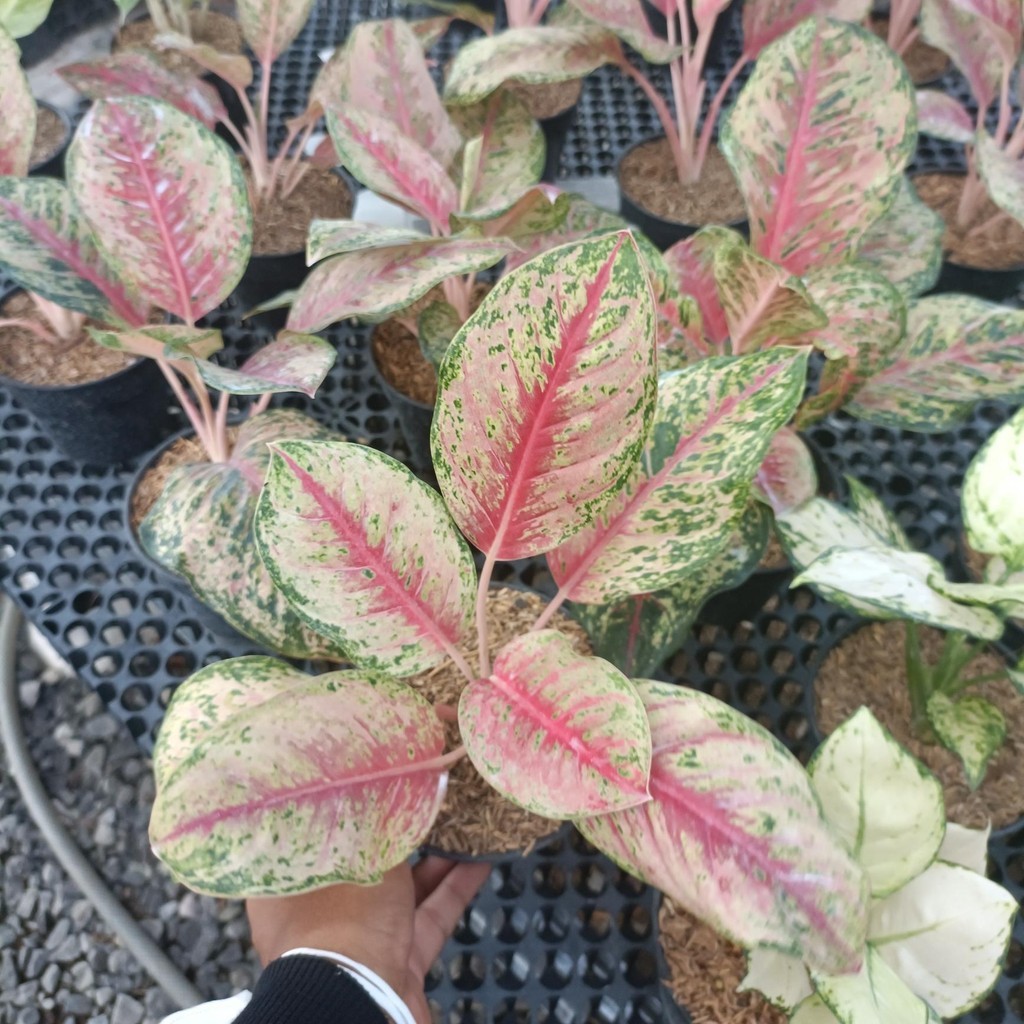 Tanaman hias aglonema Sweet Dream - Aglonema sweet dream - aglonema