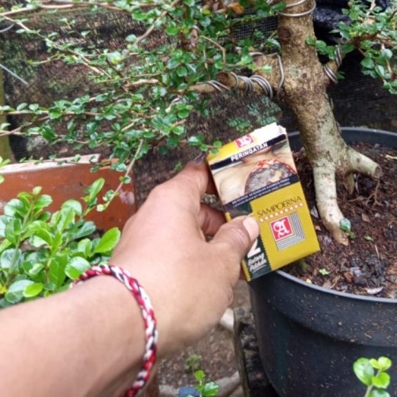 Bonsai hokiantea mikro berkarakter bagus rimbun