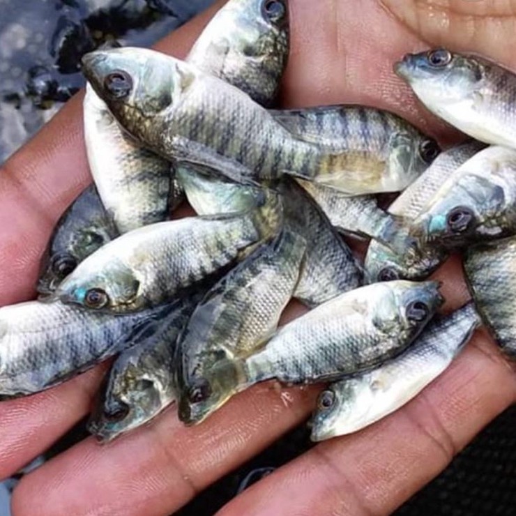 benih ikan nila