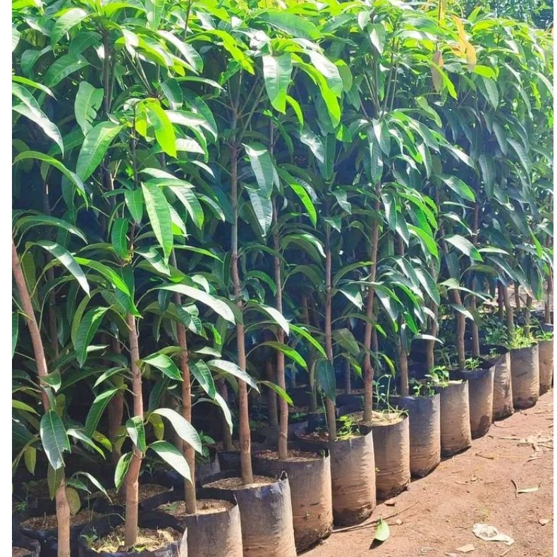 Bibit mangga kiyojay