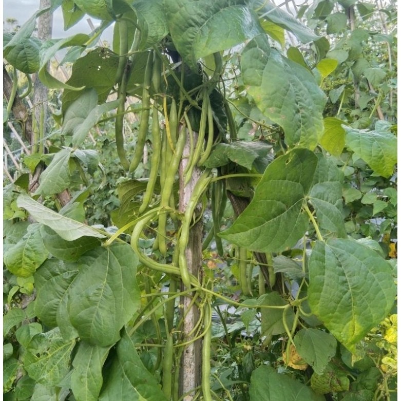 buncis 1kg