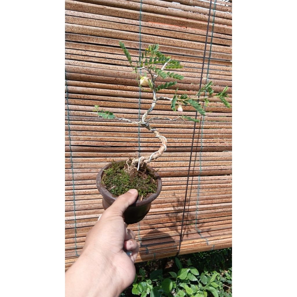 bonsai mame asam saraf / bonsai mame asem sarap ( dikirim rendom )     Berkualitas