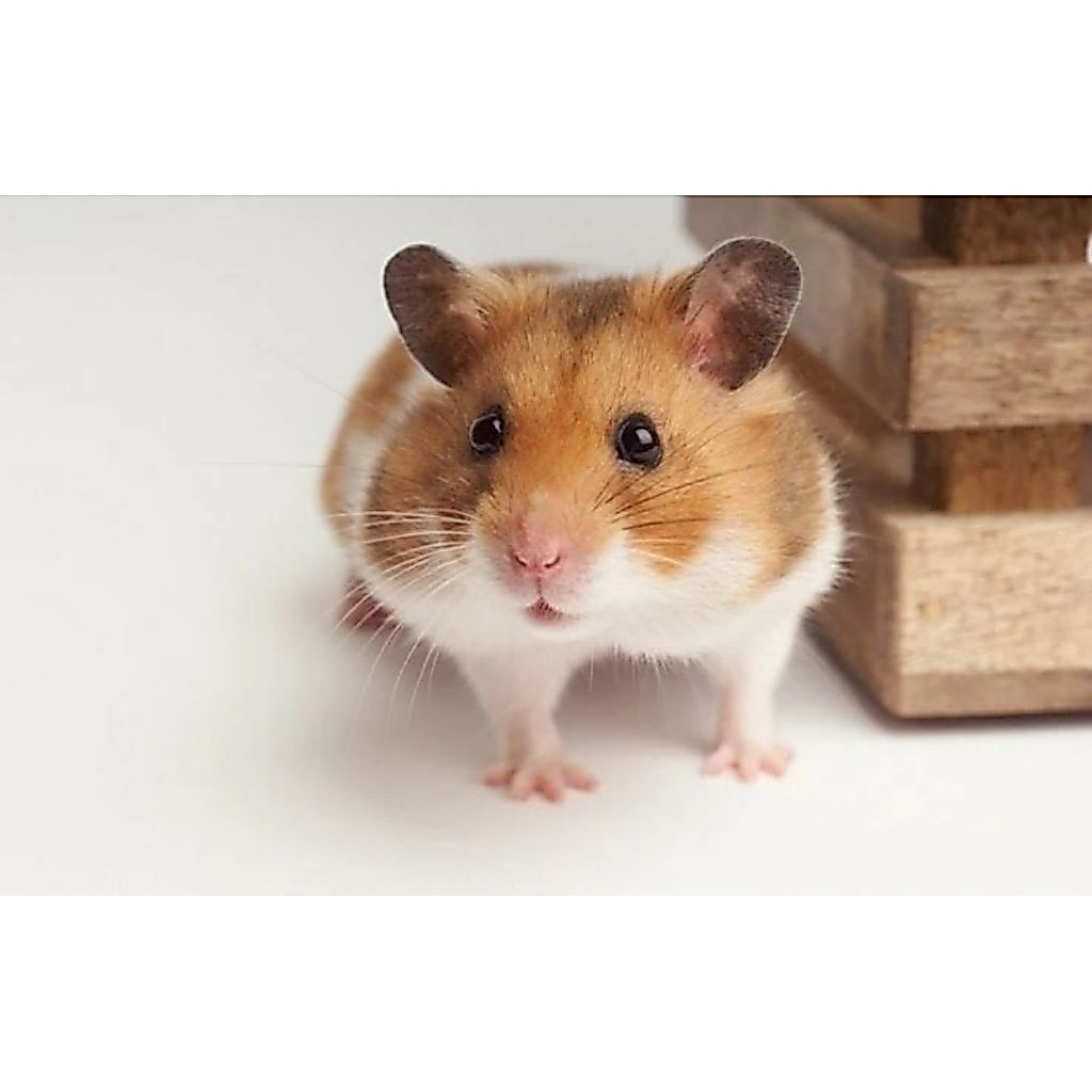Hamster Surabaya Syirian Jinak