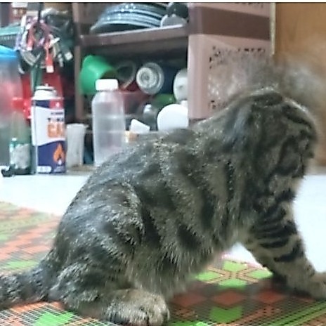 anakan kucing bengal pure
