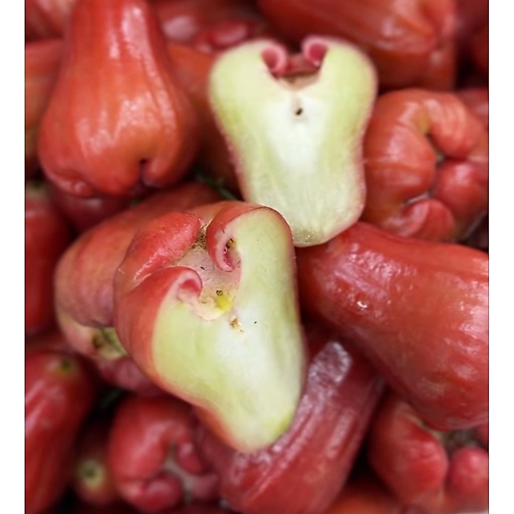JAMBU AIR CITRA MANIS SEGAR ( 1 kg )