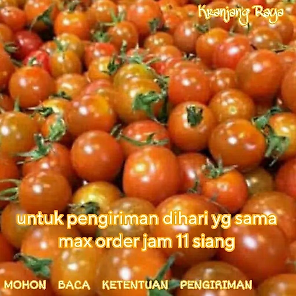 Tomat Cery / tomat chery