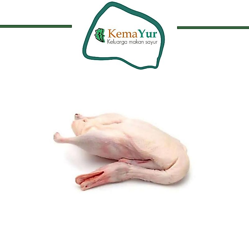 BEBEK FRESH 1 EKOR