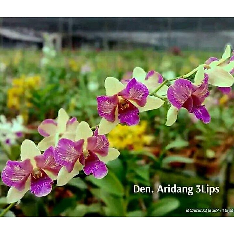 Anggrek Dendrobium Areedang green 3 lips