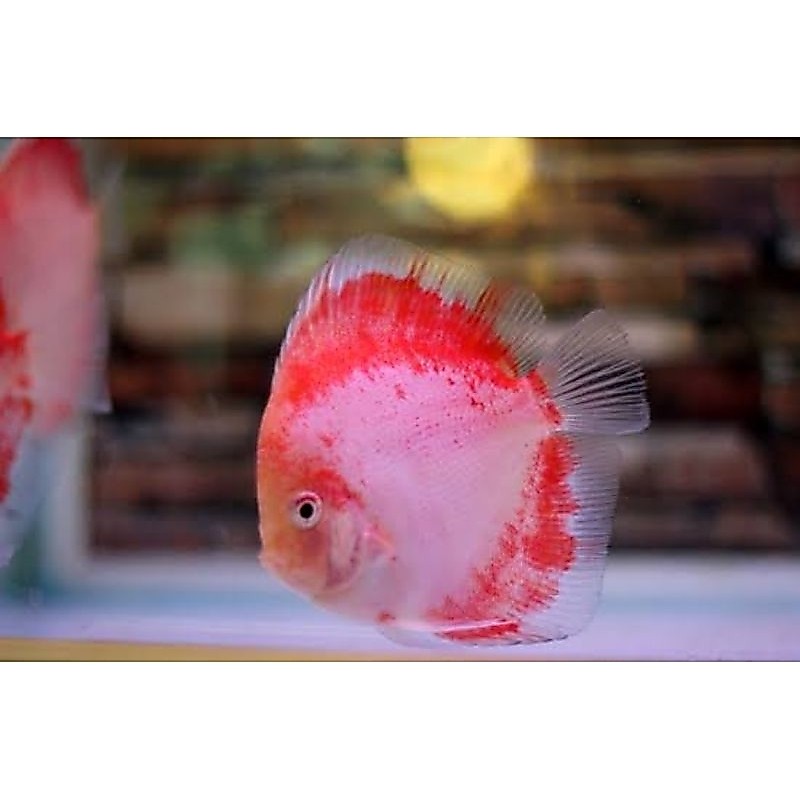 Red Kohaku Discus Aquarium
