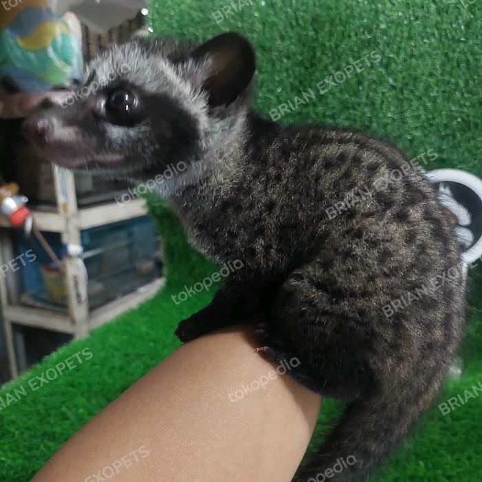 Ready BABY MUSANG PANDAN