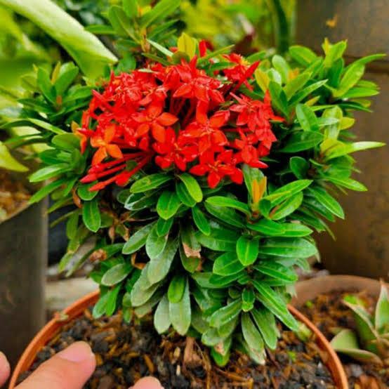 tanaman hias asoka jepang bunga merah - asoka mini -asoka jepang