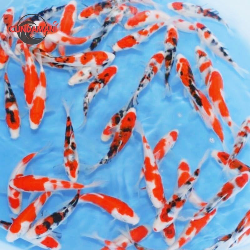 KOI Blitar Grade A isi 3 ekor ukuran 13-15 cm + BONUS PAKAN IKAN