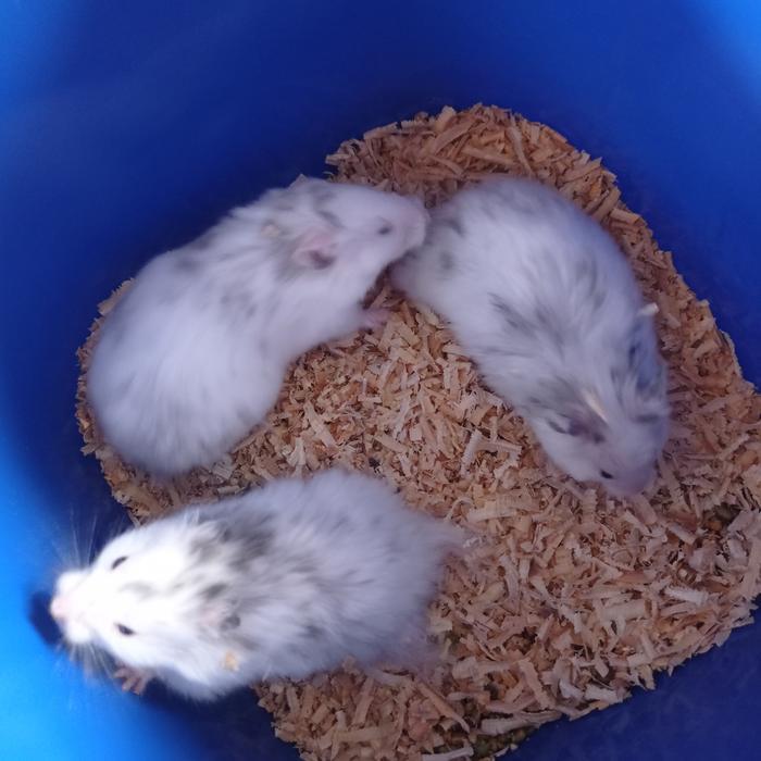 hamster syirian fujiyama long hair