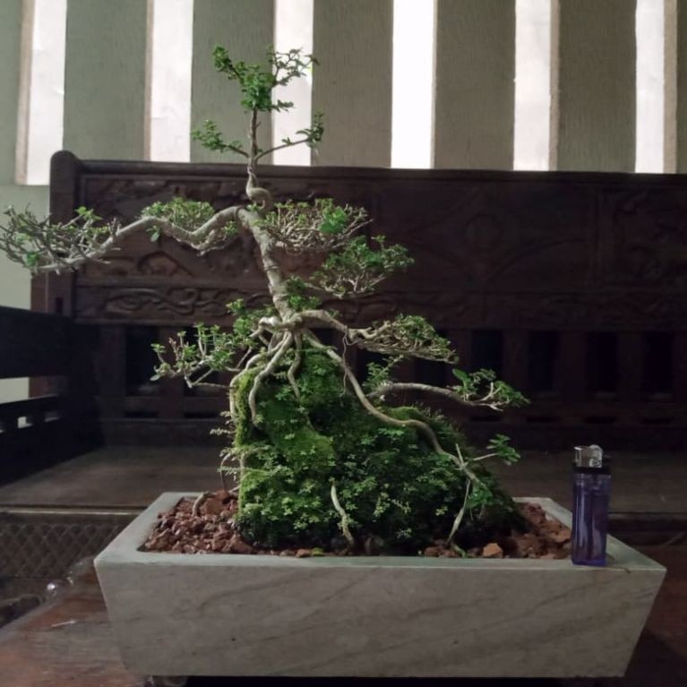 Bonsai Sancang Siap Kontes - Full Set Pot Kramik - Outdor & Indoor Cocok