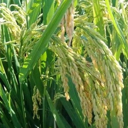 Bibit Padi Kabir 07 Benih Unggul 1 kg
