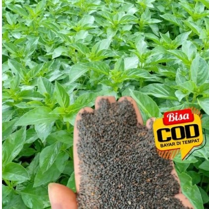 bibit sayur kemangi 1kg