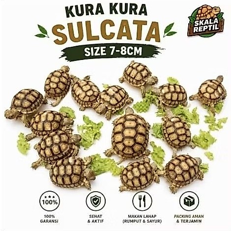 Kura-kura Sulcata Size 7-8cm