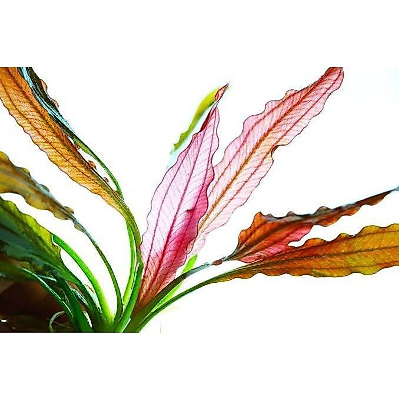 Echinodorus Red Special Tanaman Aquascape