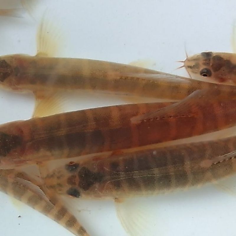 paket uceng 15ekor  hiasan aquarium