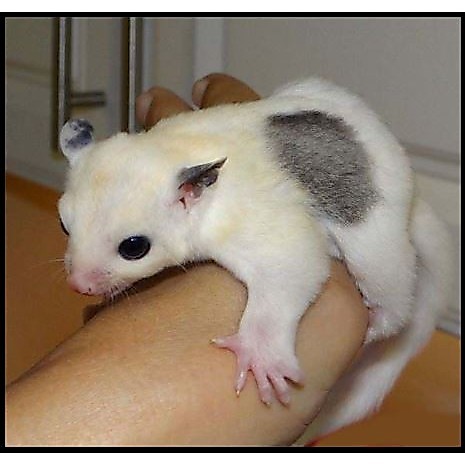 Joey Sugar Glider Leucistik, mosaic , albino Jinak Putih Bersih Murah - Leucistic