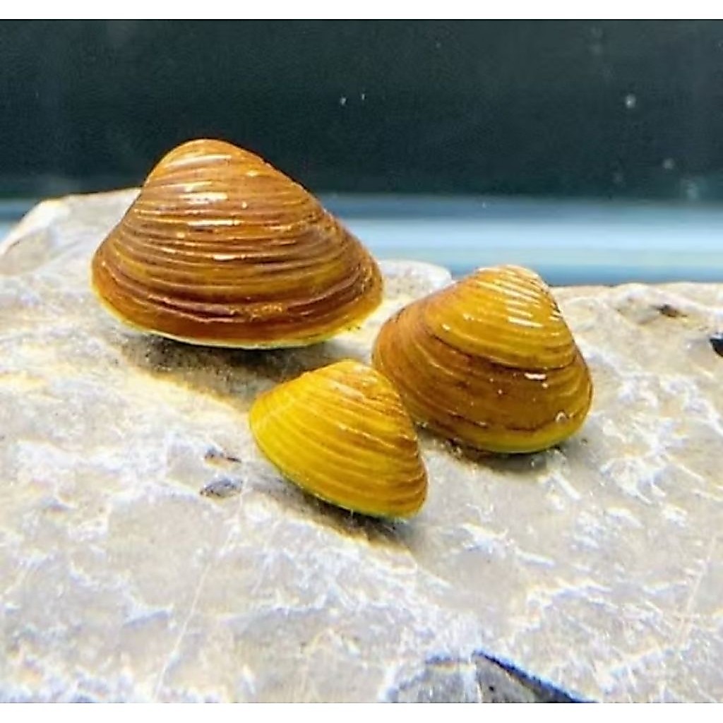 100 pcs KERANG AIR TAWAR/ KERANG MINI/ HIASAN AQUARIUM/REMIS /HAREMIS/LAYA 100 PCS
