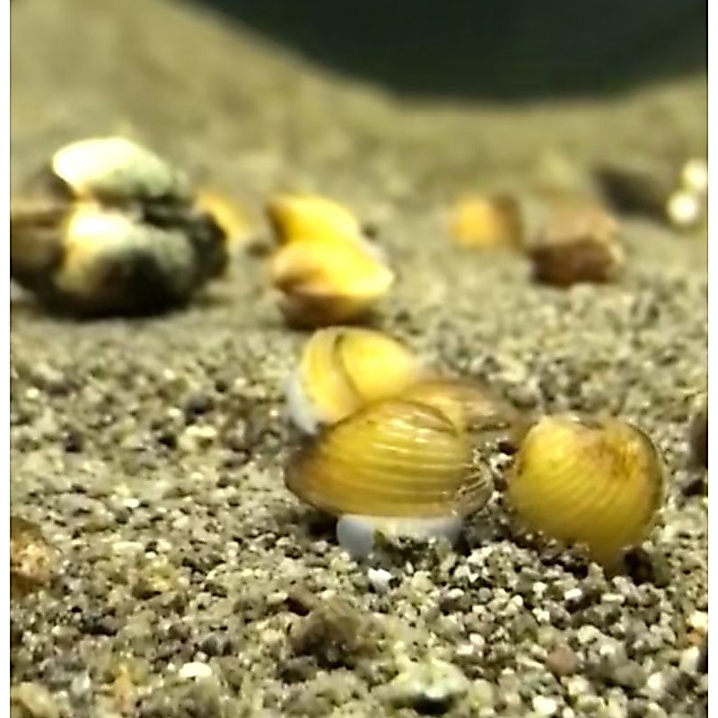Remis kerang kuning 10 biji / air tawar / filter alami aquascape laya