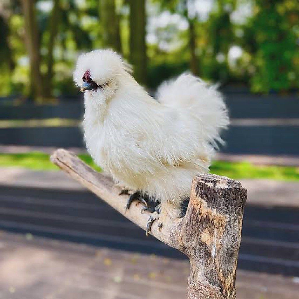 TELUR FERTIL AYAM KAPAS SILKY UNTUK DITETASKAN